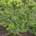 Ilex maximowicziana 'Kanehirae' 70cm, Ophalen, Hulst, Haag, Minder dan 100 cm