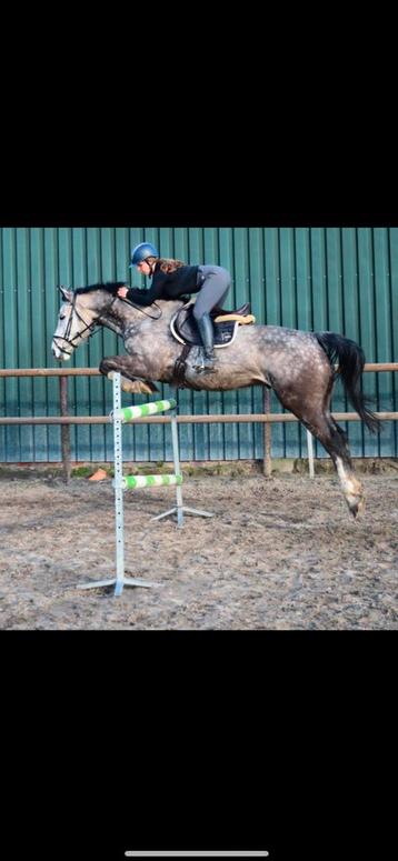 Betrouwbare 11 jarige ruin  beschikbaar voor biedingen