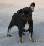 Franse Bulldog pup Choco-tan, België, CDV (hondenziekte), 8 tot 15 weken, Teef