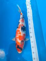 Koi