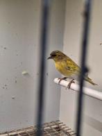 Sijs Tsjechisch geel dominant, Dieren en Toebehoren