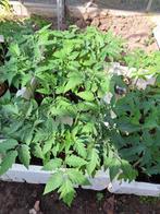 Tomatenplanten pyros, Ophalen