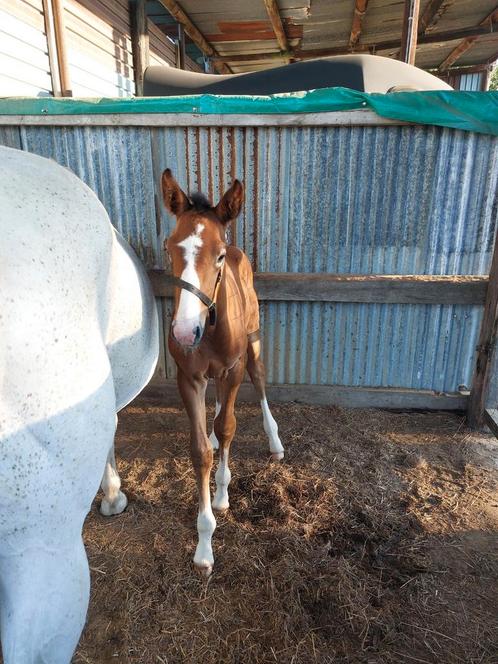 Veulen, Dieren en Toebehoren, Paarden, Hengst, Z, Ontwormd