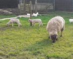 schapen, Dieren en Toebehoren, Schapen, Geiten en Varkens, Schaap, Meerdere dieren, 0 tot 2 jaar