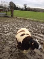 baggerbonte schaap, Dieren en Toebehoren, Schapen, Geiten en Varkens, Mannelijk, Schaap, 3 tot 5 jaar