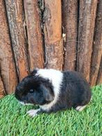 Jong us teddy zeugje, Animaux & Accessoires, Rongeurs, Domestique, Janvier, Cobaye, Femelle