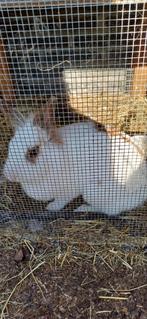 Dwergkonijnen, Dieren en Toebehoren, Konijnen, Vrouwelijk, 0 tot 2 jaar