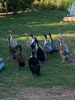 Loopeenden zie omschrijving