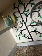 Grasparkiet, Dieren en Toebehoren, Geslacht onbekend, Parkiet, Geringd