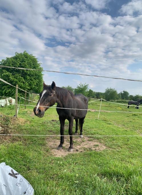 À DONNER adorable jument 30 ans pour compagnie, Animaux & Accessoires, Chevaux, Jument, L, Moins de 160 cm, 11 ans ou plus, Avec puce électronique