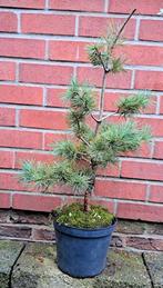 Japanse witte Dennen boom ideaal voor bonsai., Enlèvement ou Envoi