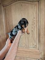 Superschattige dwergteckeltjes ️, Dieren en Toebehoren, Honden | Teckels en Dashonden, België, Fokker | Hobbymatig, CDV (hondenziekte)