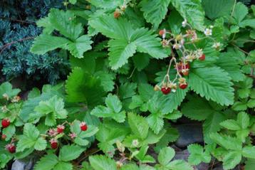 Bosaardbei - Fragaria vesca (vaste plant) : Kunnen in de vol beschikbaar voor biedingen