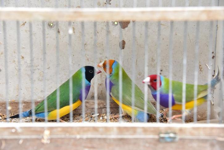 Gould amadine / gouldamadines (blauwborst), Dieren en Toebehoren, Vogels | Overige Vogels, Tropenvogel