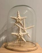 Glazen stolp met zeesterren, Ophalen of Verzenden, Zo goed als nieuw