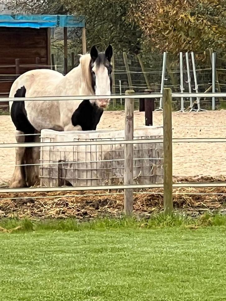 Tinker merrie 23 jaar, Dieren en Toebehoren, Pony's, Merrie, Zadelmak, D pony (1.37m tot 1.48m), Recreatiepony, 11 jaar of ouder