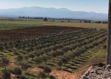 Saidia - Maroc  - terrain 1Hectare