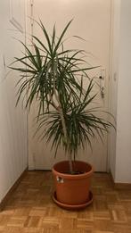 Dracaena, Huis en Inrichting, Kamerplanten, Ophalen, 100 tot 150 cm, Overige soorten, Halfschaduw