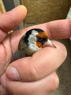 Te koop parva putters mannen en poppen 🇳🇱, Animaux & Accessoires, Oiseaux | Oiseaux Autre, Mâle, Bagué