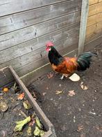 Gratis jonge haan., Dieren en Toebehoren, Pluimvee