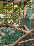 Kanaries mannen, Dieren en Toebehoren