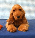 Super leuke Engelse Cocker pup!, 15 weken tot 1 jaar, Reu, Buitenland, Parvo