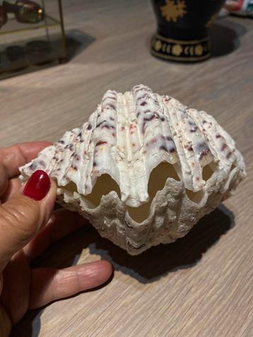 Prachtig Hippopus hippopus  grote schelp beschikbaar voor biedingen