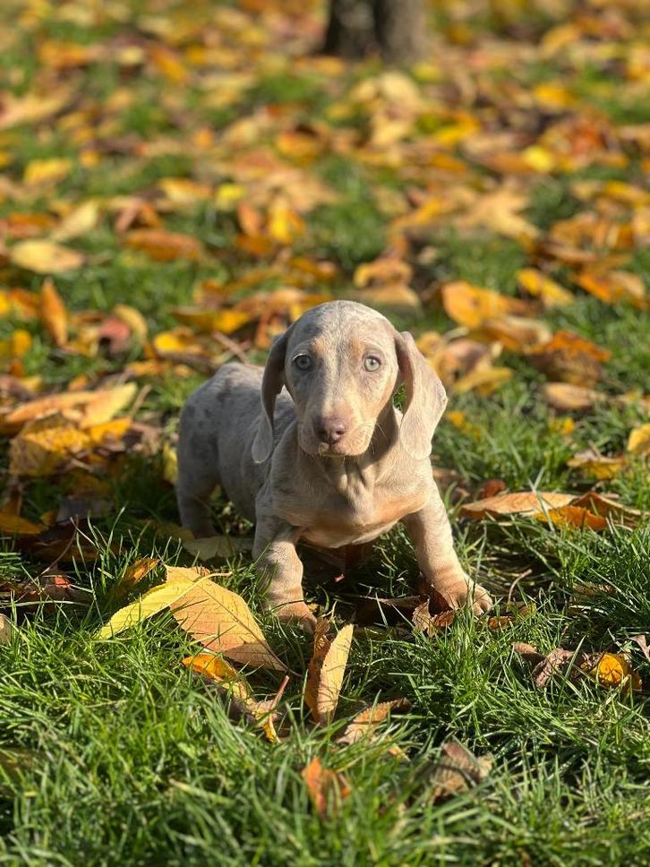 Teckel merle hier 🍼geboren, klaar voor vertrek️💖🐶, Dieren en Toebehoren, Honden | Teckels en Dashonden, Reu, Korthaar, Dwerg