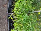 hobbytuinierder heeft nog een 20-tal tomatenplanten te koop, Jardin & Terrasse, Plantes | Jardin, Annuelle, Plein soleil, Enlèvement