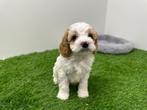 Nestjes Cavapoo pups, België, CDV (hondenziekte), 8 tot 15 weken, Meerdere