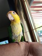 Caïque cuisse verte eam, Dieren en Toebehoren, Vogels | Parkieten en Papegaaien, Meerdere dieren, Dwergpapegaai of Agapornis, Geringd