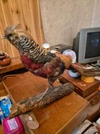 faisan empaillé, Collections, Enlèvement, Utilisé