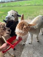Alpaca ruin zoekt nieuwe thuis, Dieren en Toebehoren, Mannelijk
