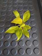 Philodendron malay gold nr 13, Ophalen