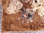 Tliltocatl albopilosus nicaragua vrouwtje met terrarium, Dieren en Toebehoren, Spin of Schorpioen