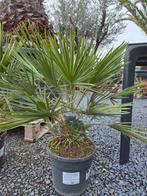 Chamaerops Humilis - Europese dwergpalm, Tuin en Terras, Planten | Tuinplanten, Ophalen