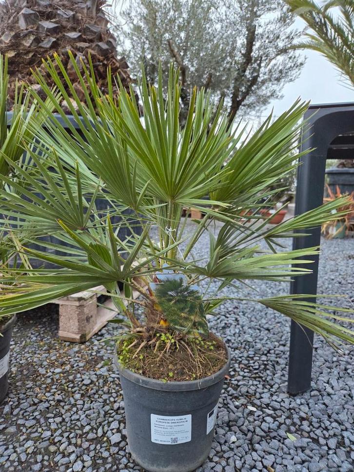 Chamaerops Humilis - Europese dwergpalm, Tuin en Terras, Planten | Tuinplanten, Ophalen