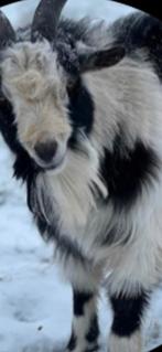 chevre couple faire offre, Diversen, Looprekken, Ophalen