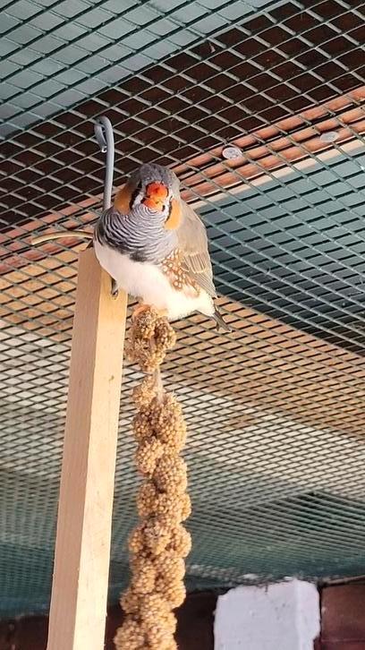 Jonge zebravinken 2025, Dieren en Toebehoren, Vogels | Overige Vogels