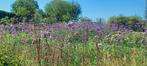 Verbena of ijzerhard, Tuin en Terras, Ophalen