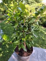 Camelia Japonica, Ophalen, Halfschaduw