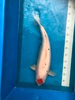 Japanse koi, tancho sanke, vrouwelijk, 55 cm, Dieren en Toebehoren, Vissen | Vijvervissen, Karper of Koi