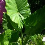 Alocasia gagaena, Tuin en Terras, Ophalen of Verzenden