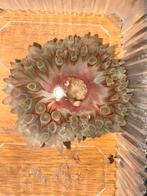 Anemoon, Dieren en Toebehoren, Vissen | Aquariumvissen, Slak of Weekdier, Zoutwatervis