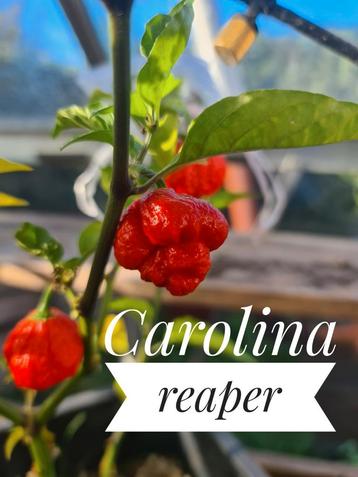 Carolina Reaper, aji charipita peperplantjes