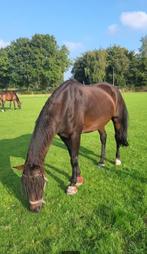Lief weidemaatje aangeboden, Dieren en Toebehoren, Paarden, Niet van toepassing, 170 tot 175 cm, 11 jaar of ouder, Recreatiepaard