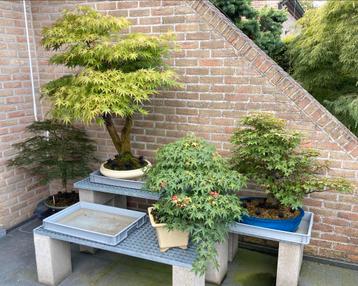 Bonsai Acer collectie te koop