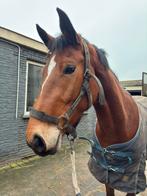 4-jarige springmerrie met kwaliteit, Dieren en Toebehoren, Merrie, Springpaard, 3 tot 6 jaar, 165 tot 170 cm