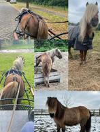 Verzorgpony aangeboden - mennen - vrijheidsdressuur, Dieren en Toebehoren, Paarden