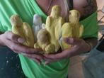 Perruches à collier pour un élevage manuel ultérieur, Animaux & Accessoires, Oiseaux | Perruches & Perroquets, Bagué